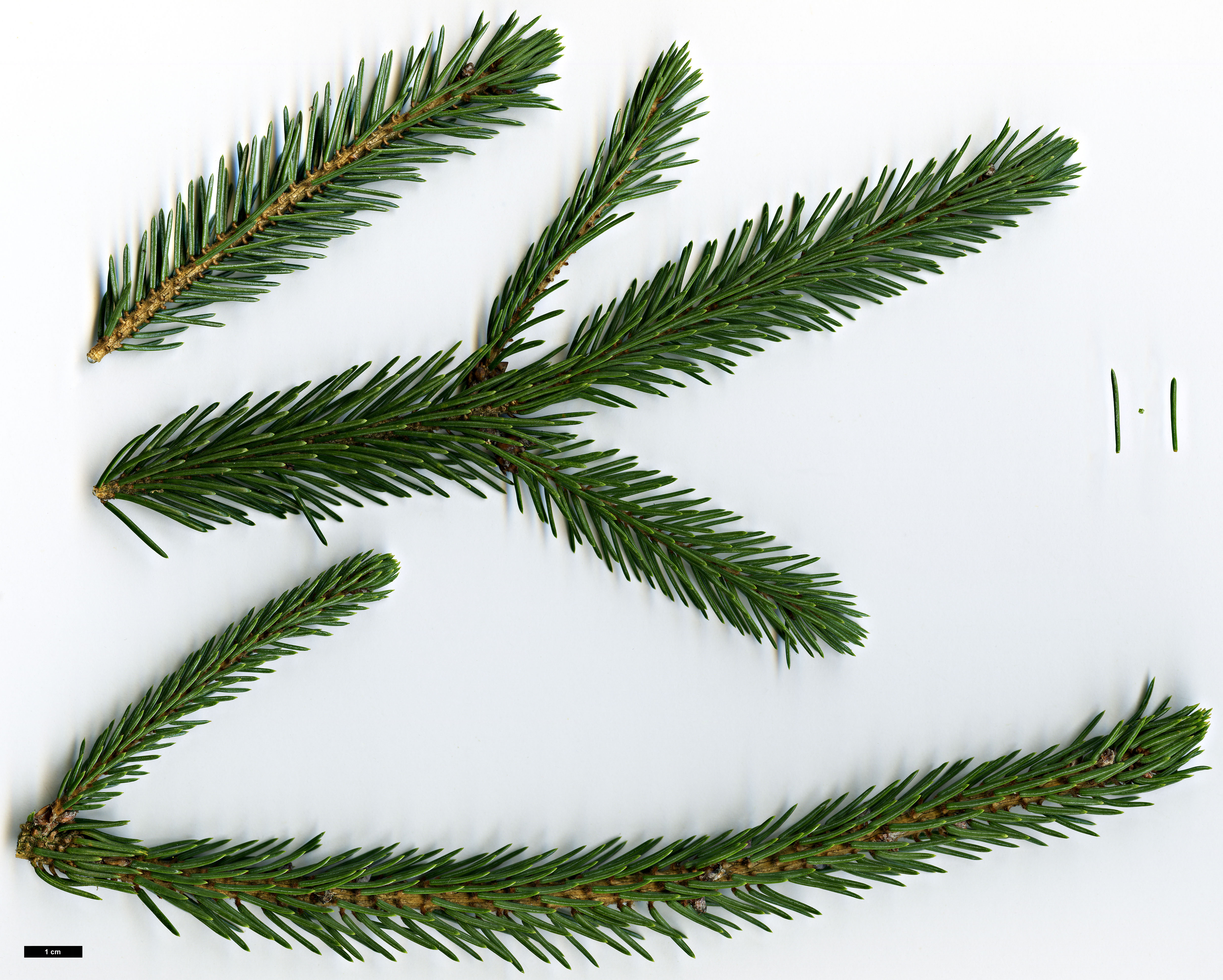 High resolution image: Family: Pinaceae - Genus: Picea - Taxon: likiangensis - SpeciesSub: var. rubescens High resolution image: Family: Pinaceae - Genus: Picea - Taxon: likiangensis - SpeciesSub: var. rubescens